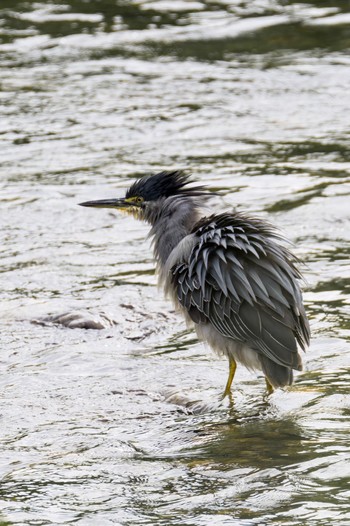 Striated Heron 梅田川(宮城県仙台市) Sun, 8/14/2022