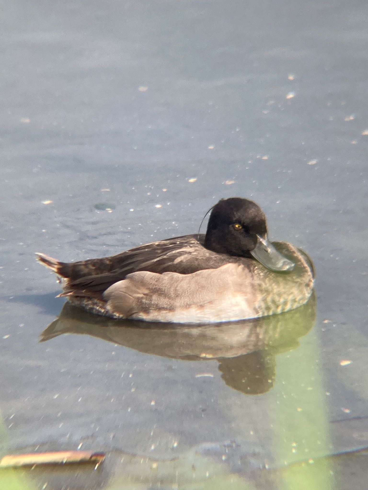 東京港野鳥公園 キンクロハジロの写真 by モモ