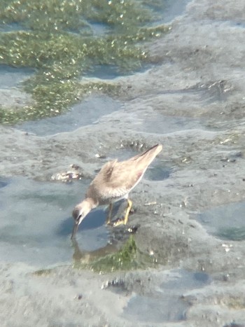 キアシシギ 東京港野鳥公園 2022年8月14日(日)