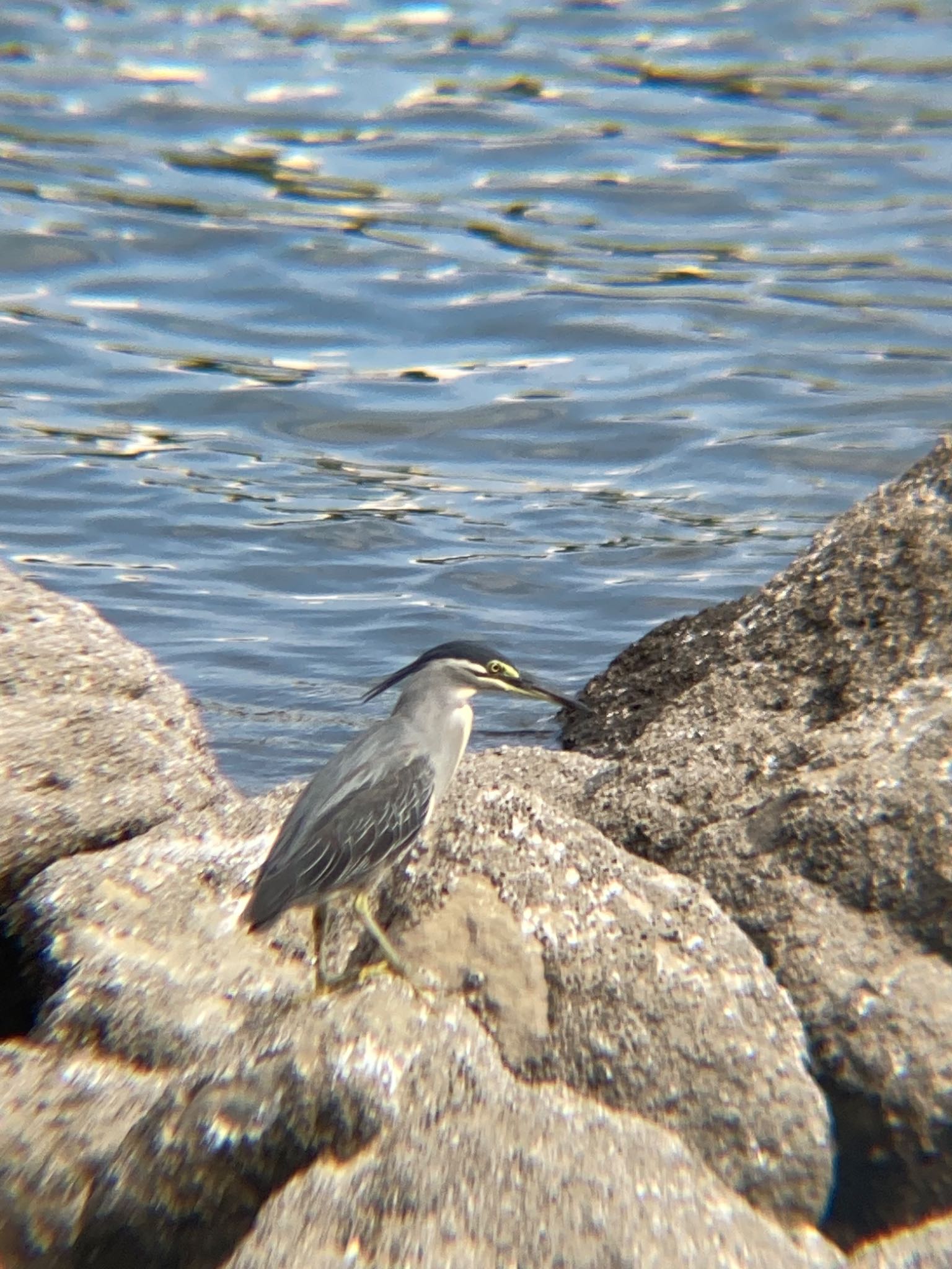 東京港野鳥公園 ササゴイの写真 by モモ