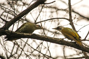 アオゲラ 三ツ池公園(横浜市鶴見区) 2018年1月22日(月)