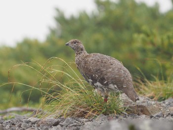 Rock Ptarmigan 乗鞍岳畳平 Fri, 8/12/2022