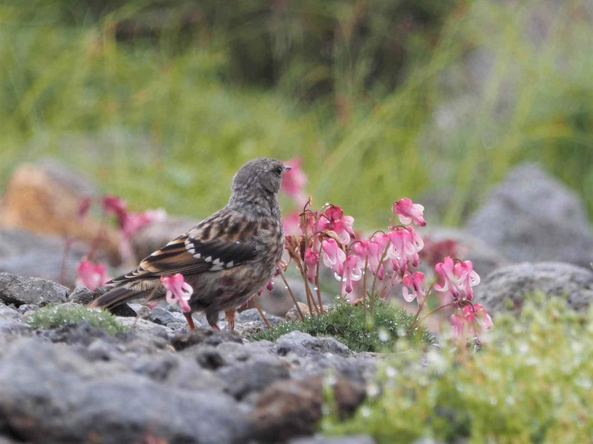 Photo of Alpine Accentor at 乗鞍岳畳平 by ぼぼぼ