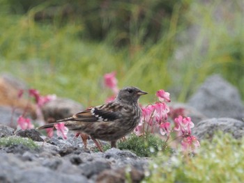 Alpine Accentor 乗鞍岳畳平 Fri, 8/12/2022