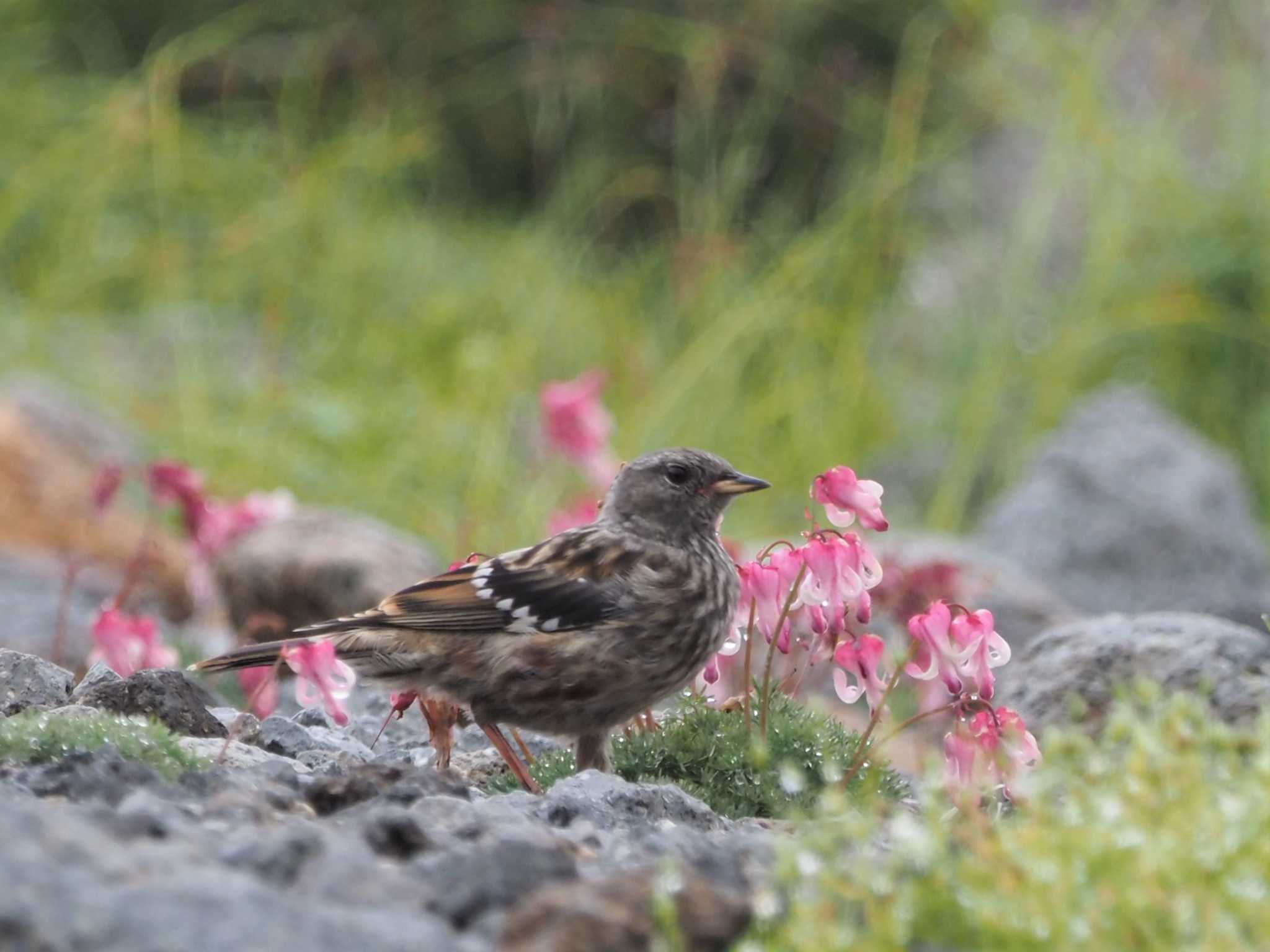 Photo of Alpine Accentor at 乗鞍岳畳平 by ぼぼぼ