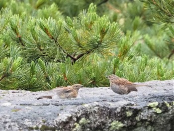 Japanese Accentor 乗鞍岳畳平 Fri, 8/12/2022