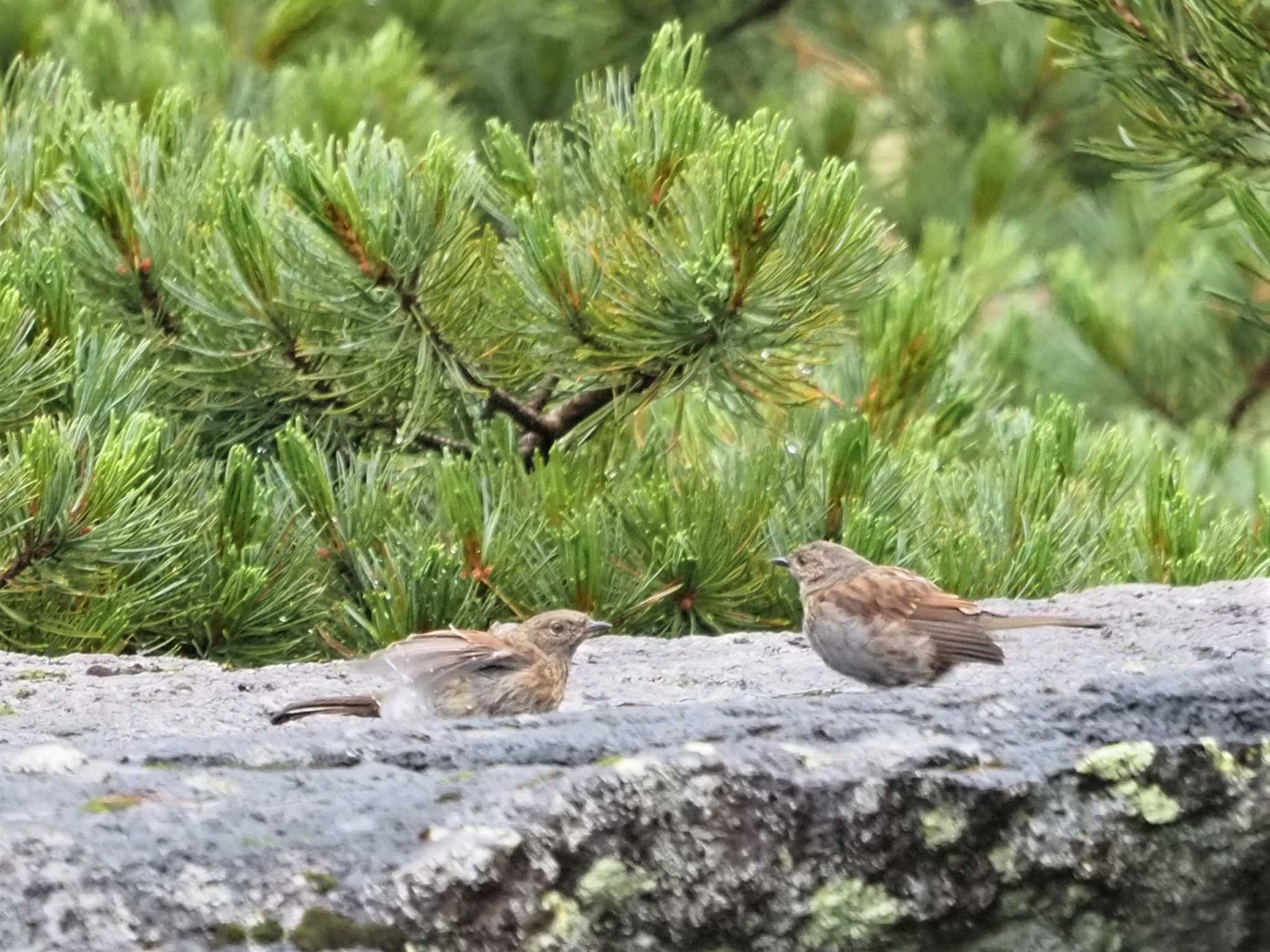 Photo of Japanese Accentor at 乗鞍岳畳平 by ぼぼぼ