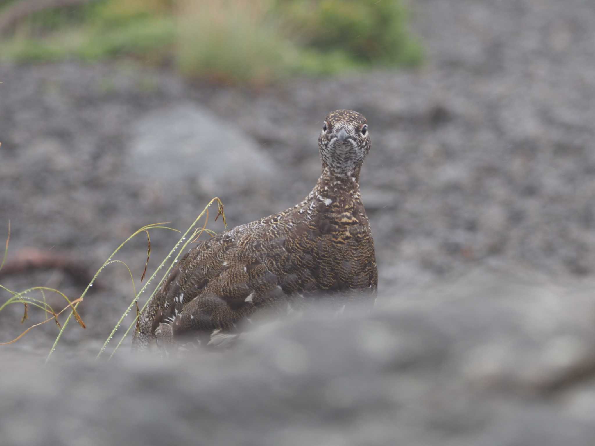 ライチョウ