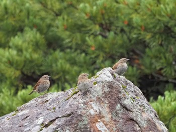 Japanese Accentor 乗鞍岳畳平 Fri, 8/12/2022