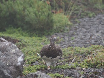 Rock Ptarmigan 乗鞍岳畳平 Fri, 8/12/2022