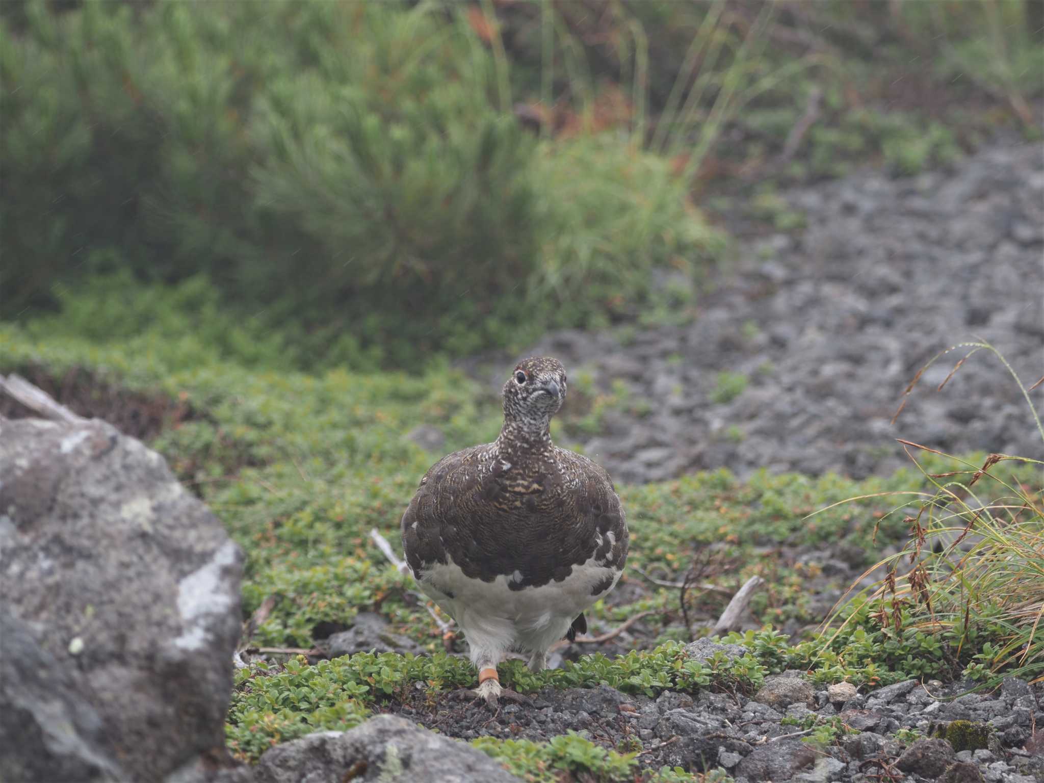 Photo of Rock Ptarmigan at 乗鞍岳畳平 by ぼぼぼ