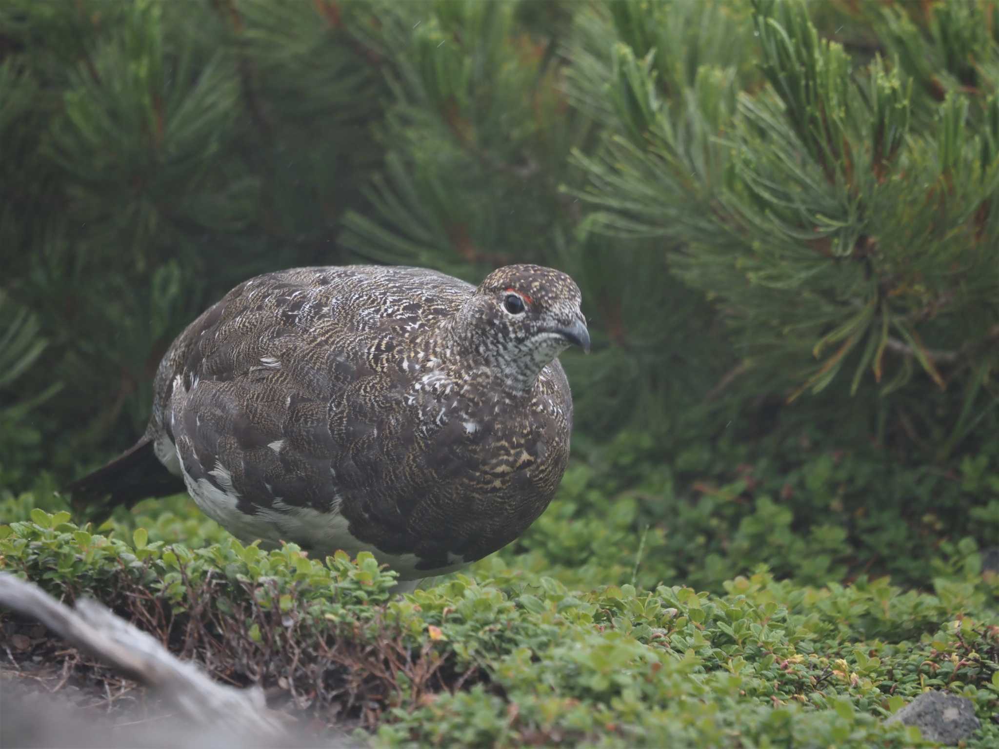 Photo of Rock Ptarmigan at 乗鞍岳畳平 by ぼぼぼ