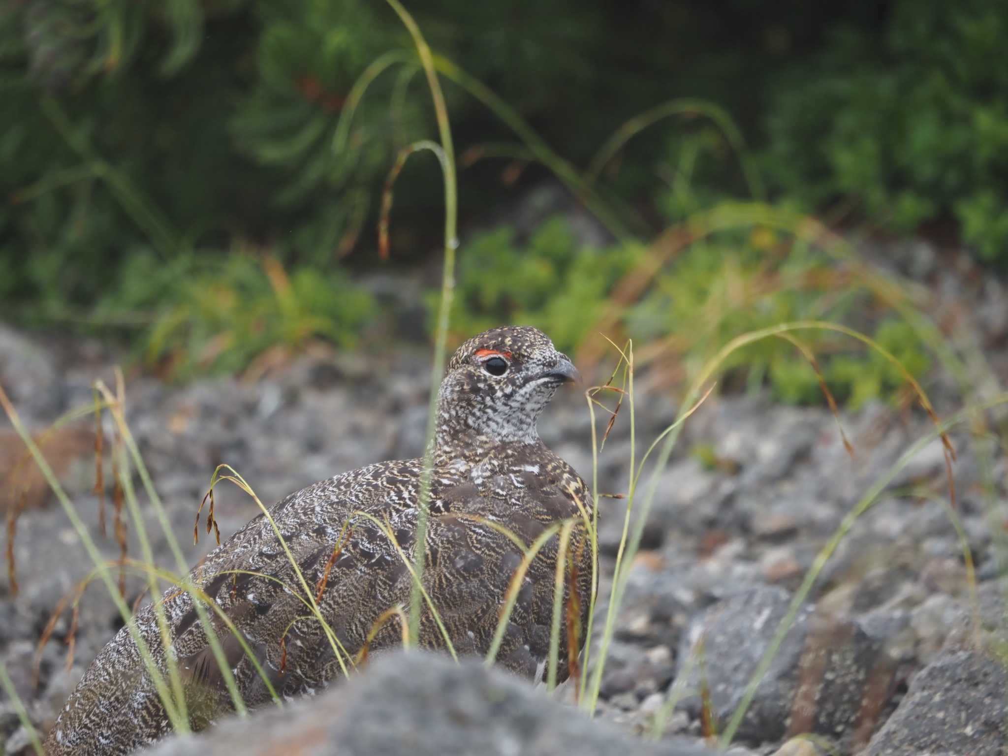 Photo of Rock Ptarmigan at 乗鞍岳畳平 by ぼぼぼ