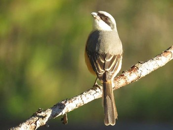 Grey-backed Shrike