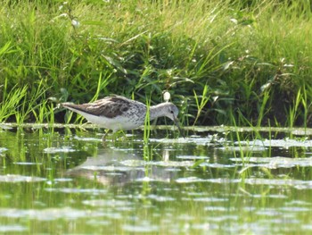 Common Greenshank 川越市農耕地 Sun, 8/14/2022