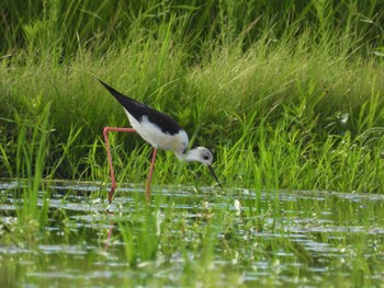 Black-winged Stilt 川越市農耕地 Sun, 8/14/2022