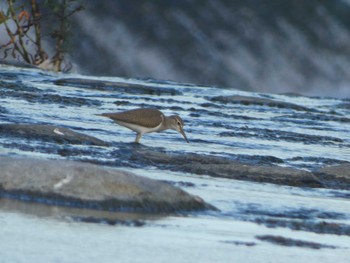 Thu, 8/11/2022 Birding report at 羽村堰