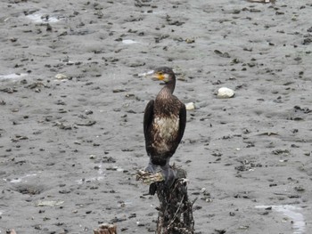 カワウ 谷津干潟 2022年8月6日(土)