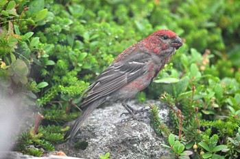 ギンザンマシコ 大雪山旭岳 2022年8月9日(火)