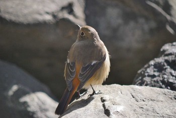 Daurian Redstart 和歌山城 Wed, 1/24/2018