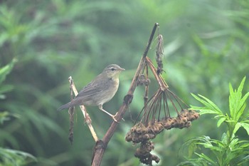 Middendorff's Grasshopper Warbler 霧多布アゼチの岬 Thu, 8/11/2022