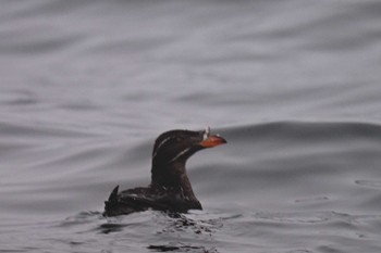 Rhinoceros Auklet 落石ネイチャークルーズ Thu, 8/11/2022