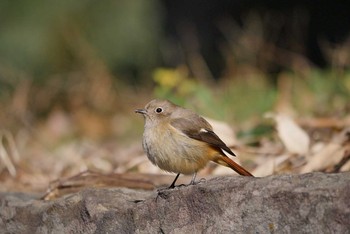 Daurian Redstart 和歌山城 Wed, 1/24/2018