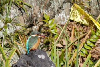 Common Kingfisher 和歌山城 Wed, 1/24/2018