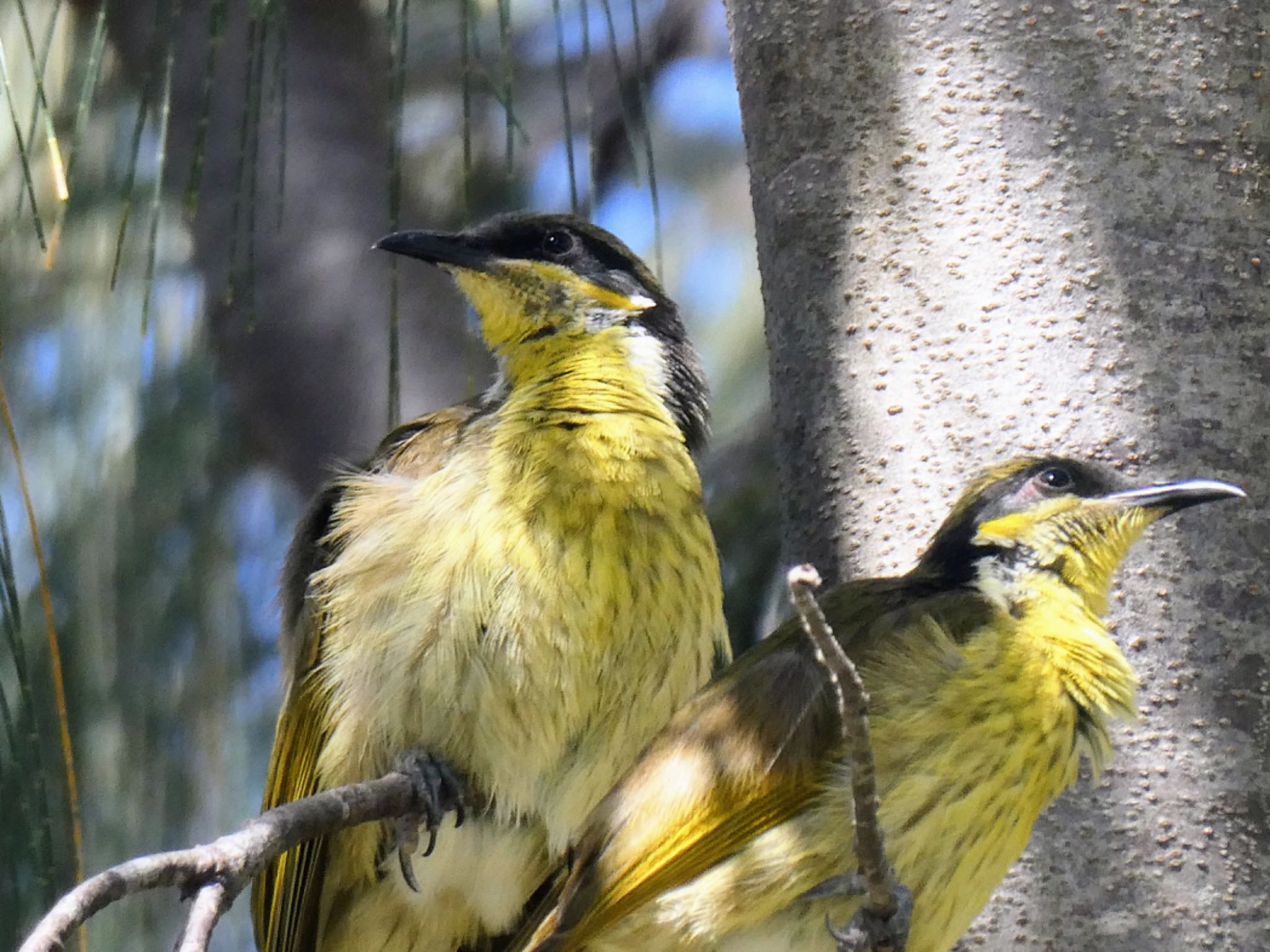 Esplanade(Cairns) タテフミツスイの写真 by Maki