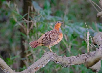 コジュケイ 東京都立桜ヶ丘公園(聖蹟桜ヶ丘) 2022年8月14日(日)