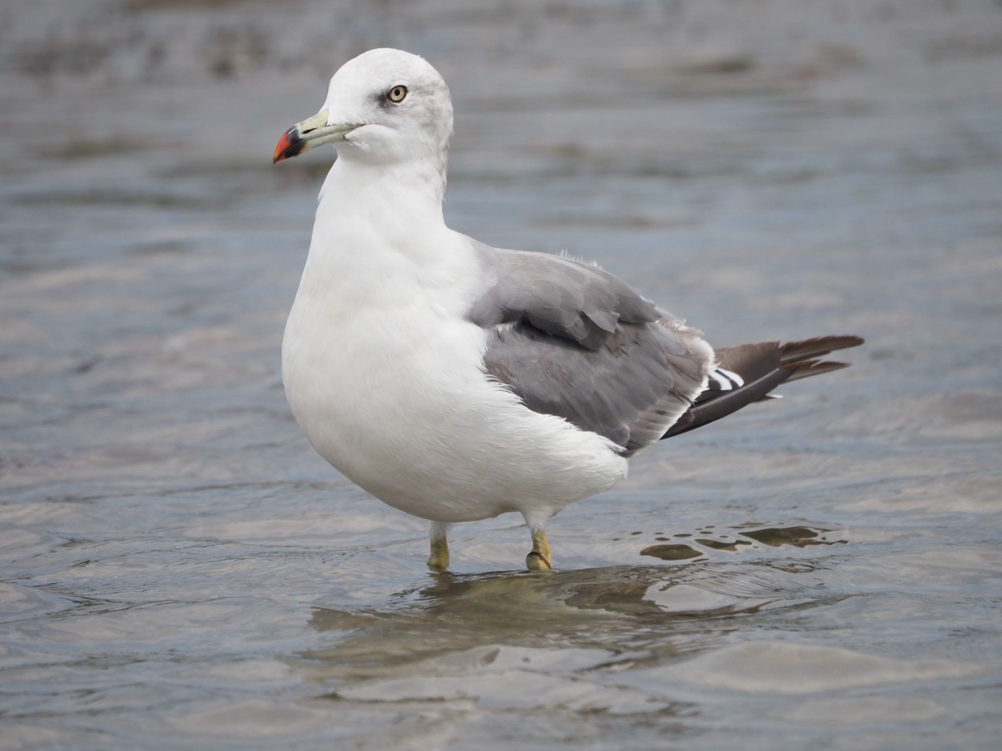 ふなばし三番瀬海浜公園 ウミネコの写真 by ぽぽぽ