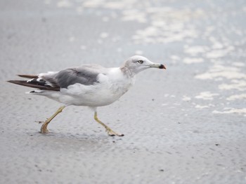 2022年8月14日(日) ふなばし三番瀬海浜公園の野鳥観察記録