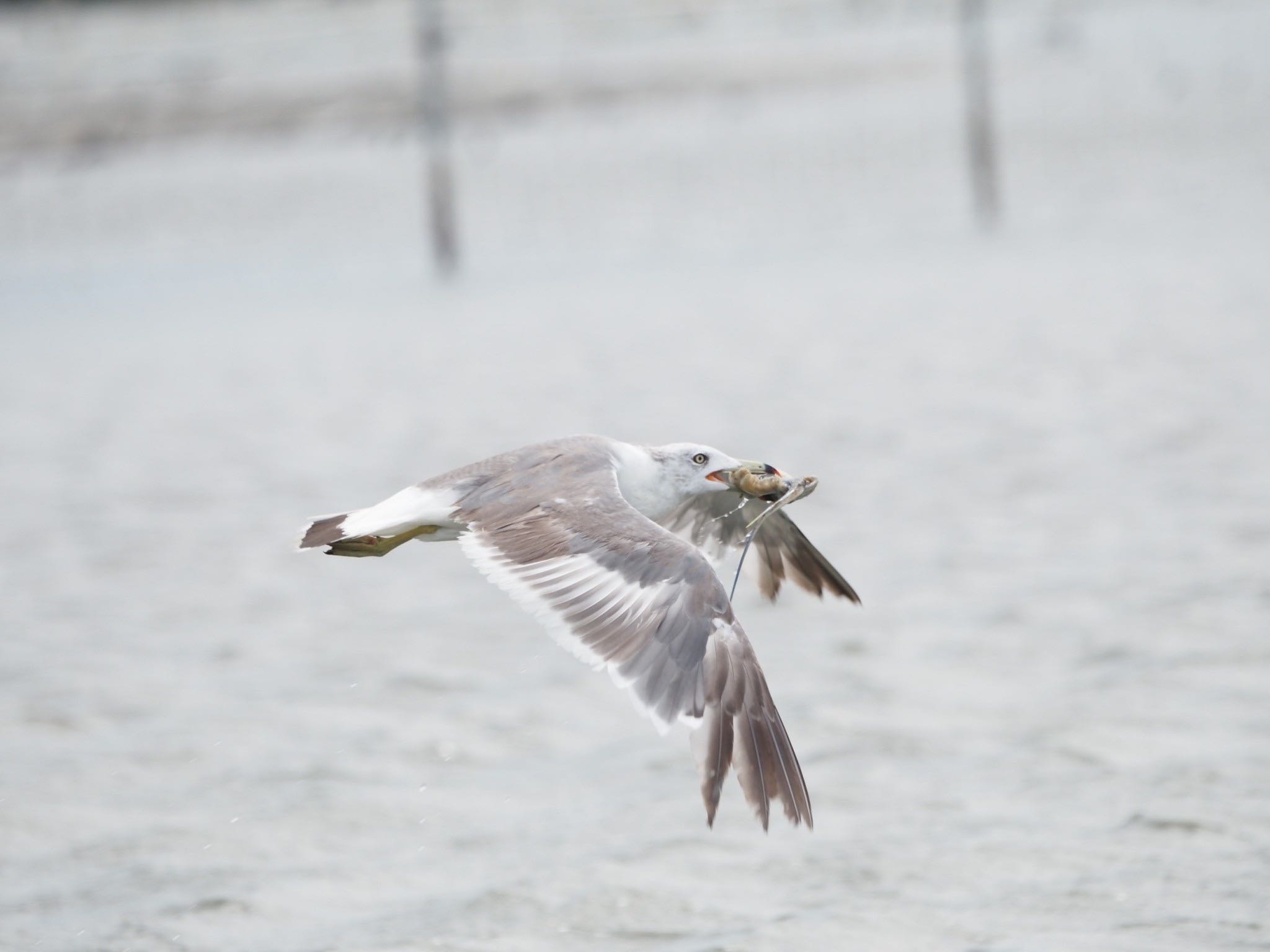 ふなばし三番瀬海浜公園 ウミネコの写真 by ぽぽぽ