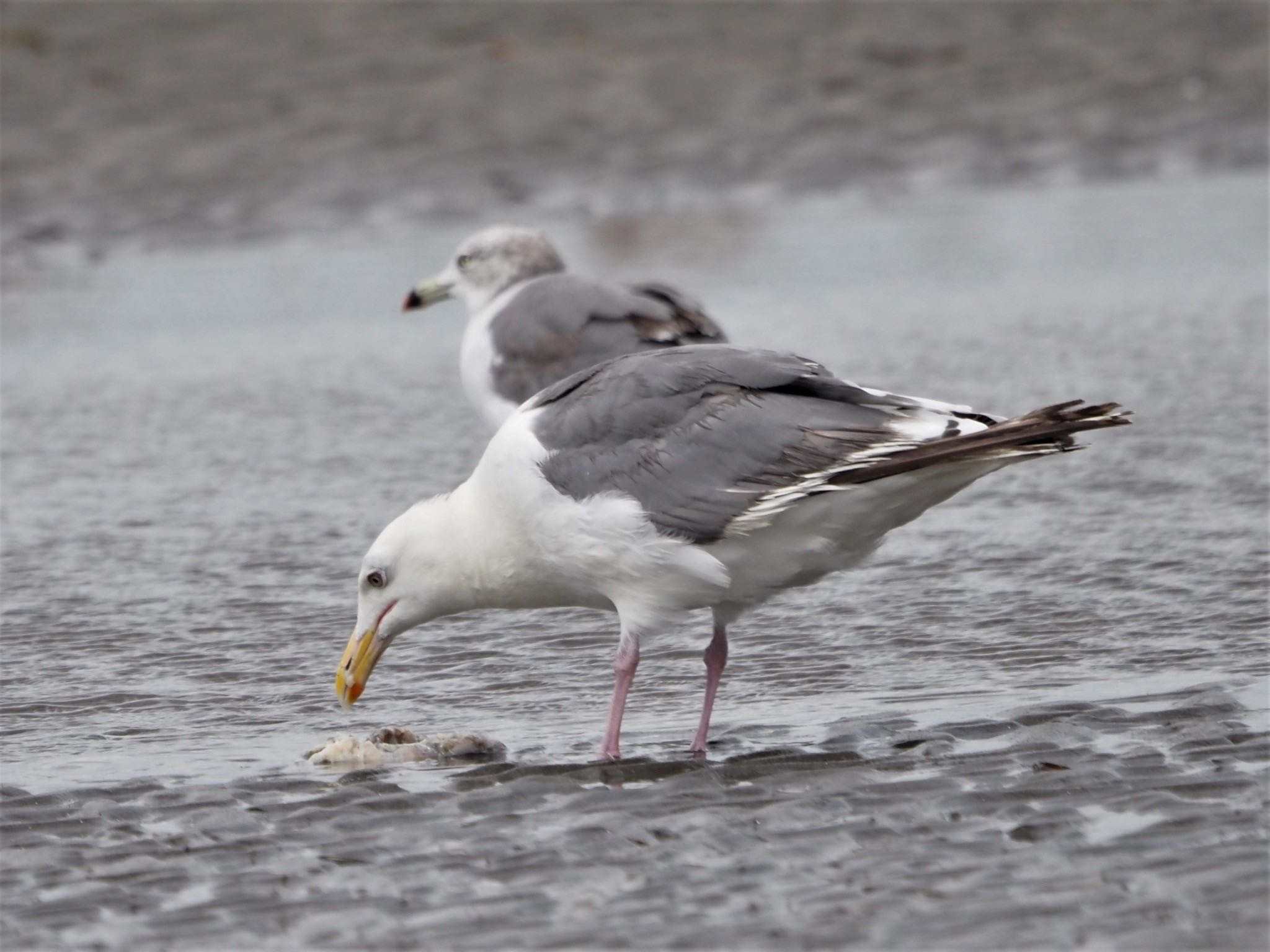 ふなばし三番瀬海浜公園 オオセグロカモメの写真 by ぽぽぽ