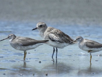 キアシシギ ふなばし三番瀬海浜公園 2022年8月14日(日)