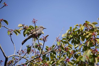 Brown-eared Bulbul 和歌山城 Wed, 1/24/2018