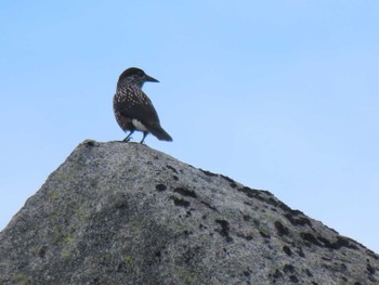 2022年8月13日(土) 西駒山荘(中央アルプス)の野鳥観察記録