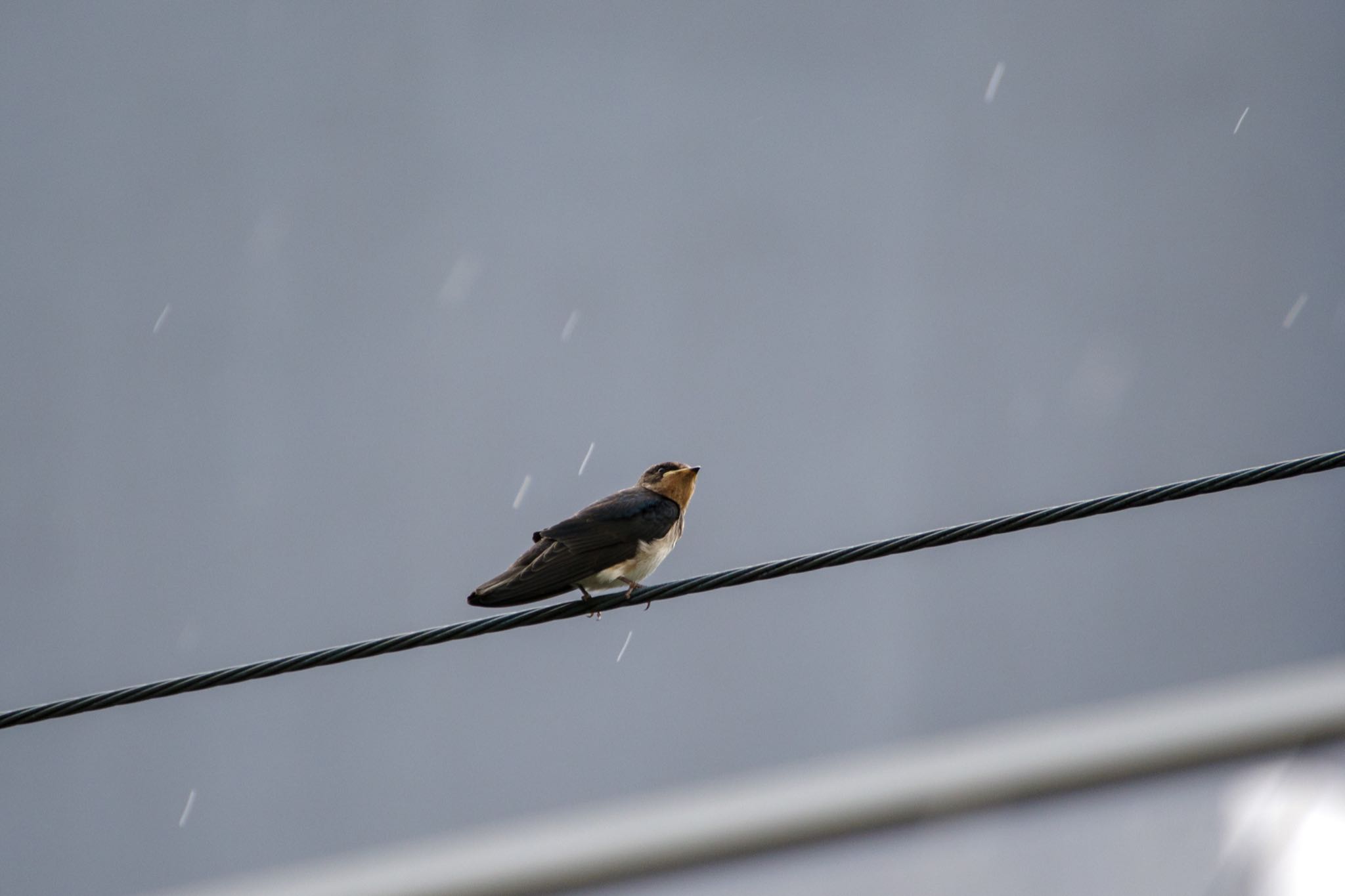 雨の降る空を仰ぐ by Marco Birds