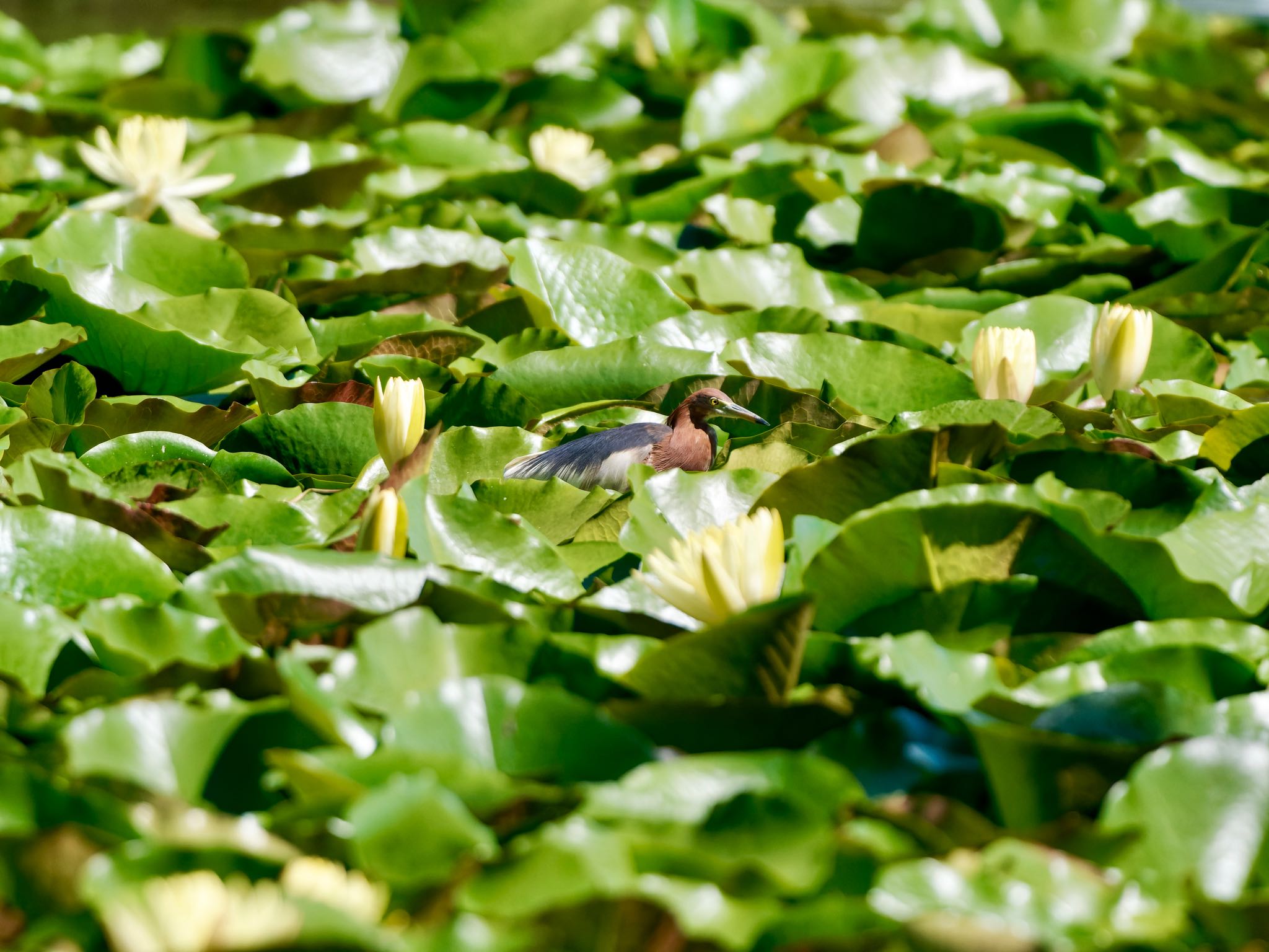 長居公園植物園 アカガシラサギの写真 by speedgame