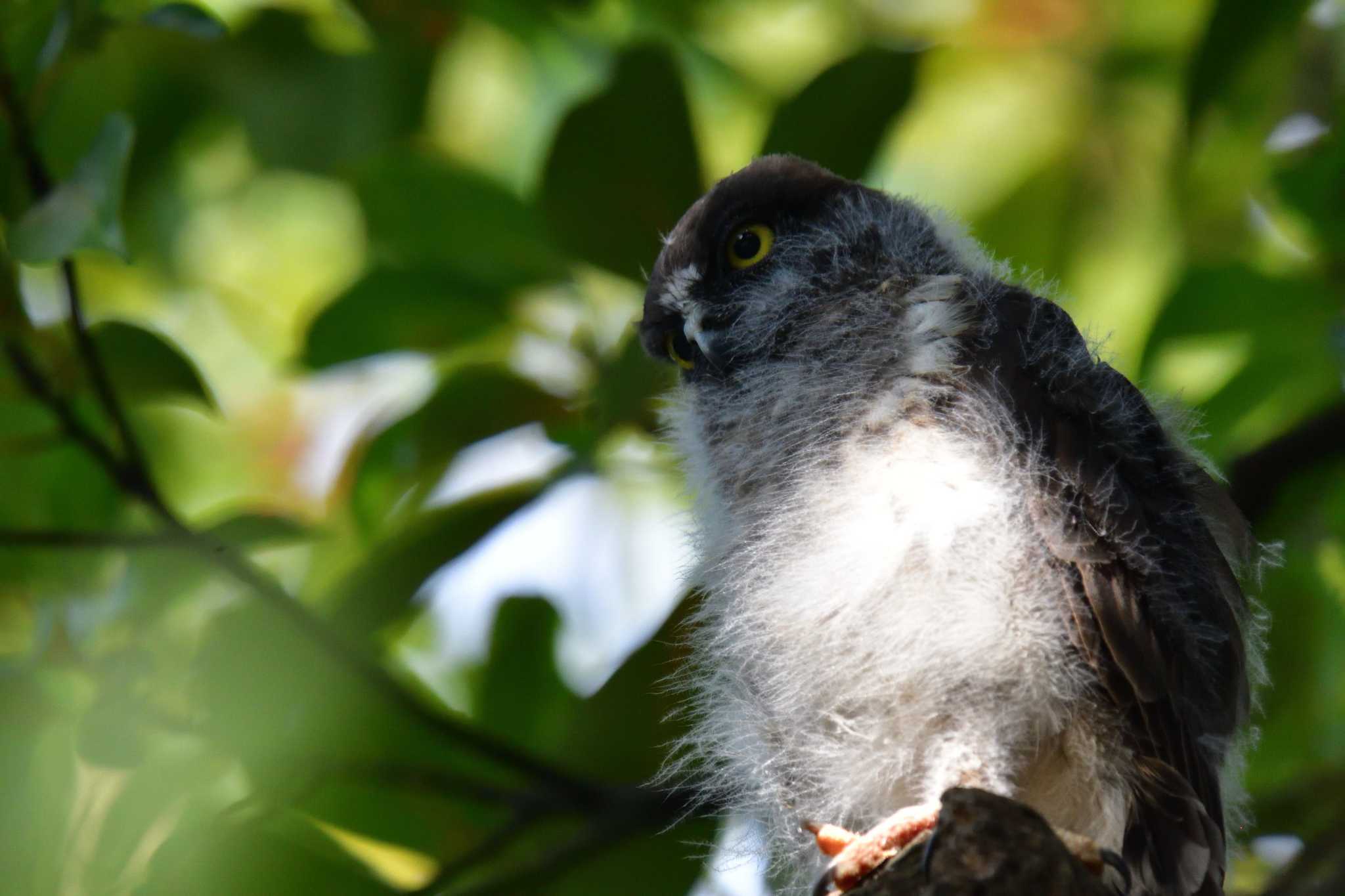 平塚市 アオバズクの写真 by やなさん