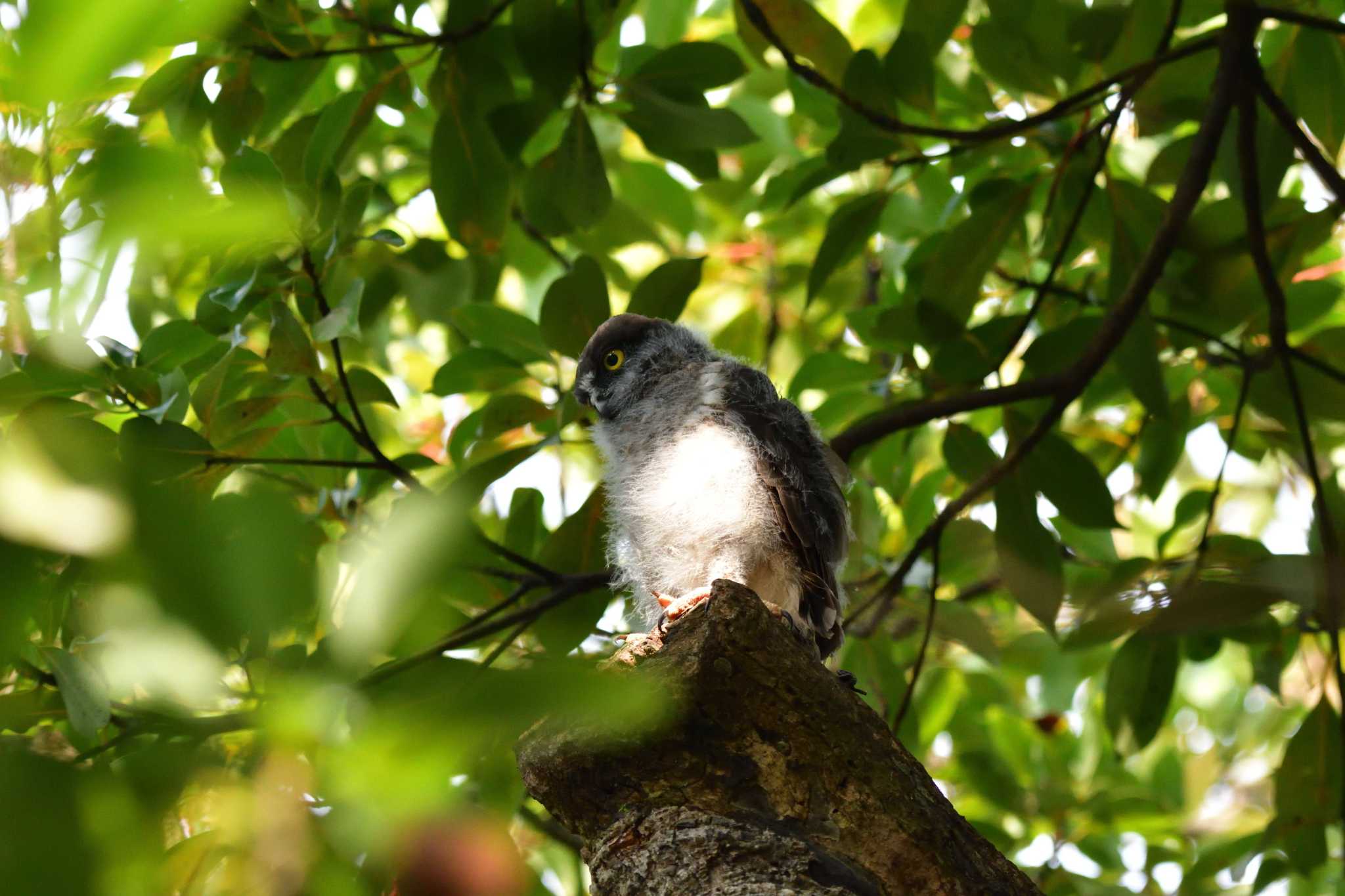 平塚市 アオバズクの写真 by やなさん