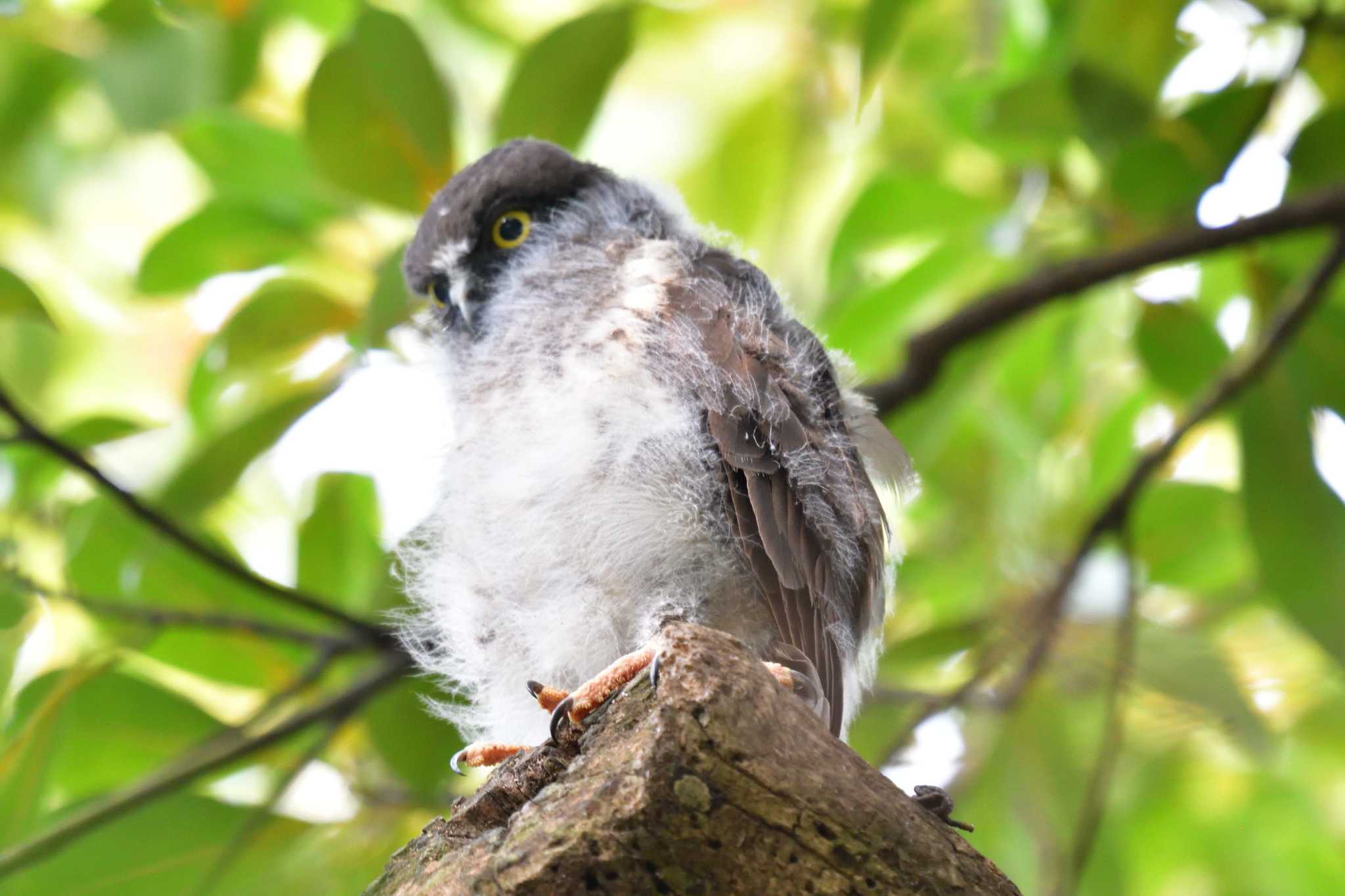 平塚市 アオバズクの写真 by やなさん