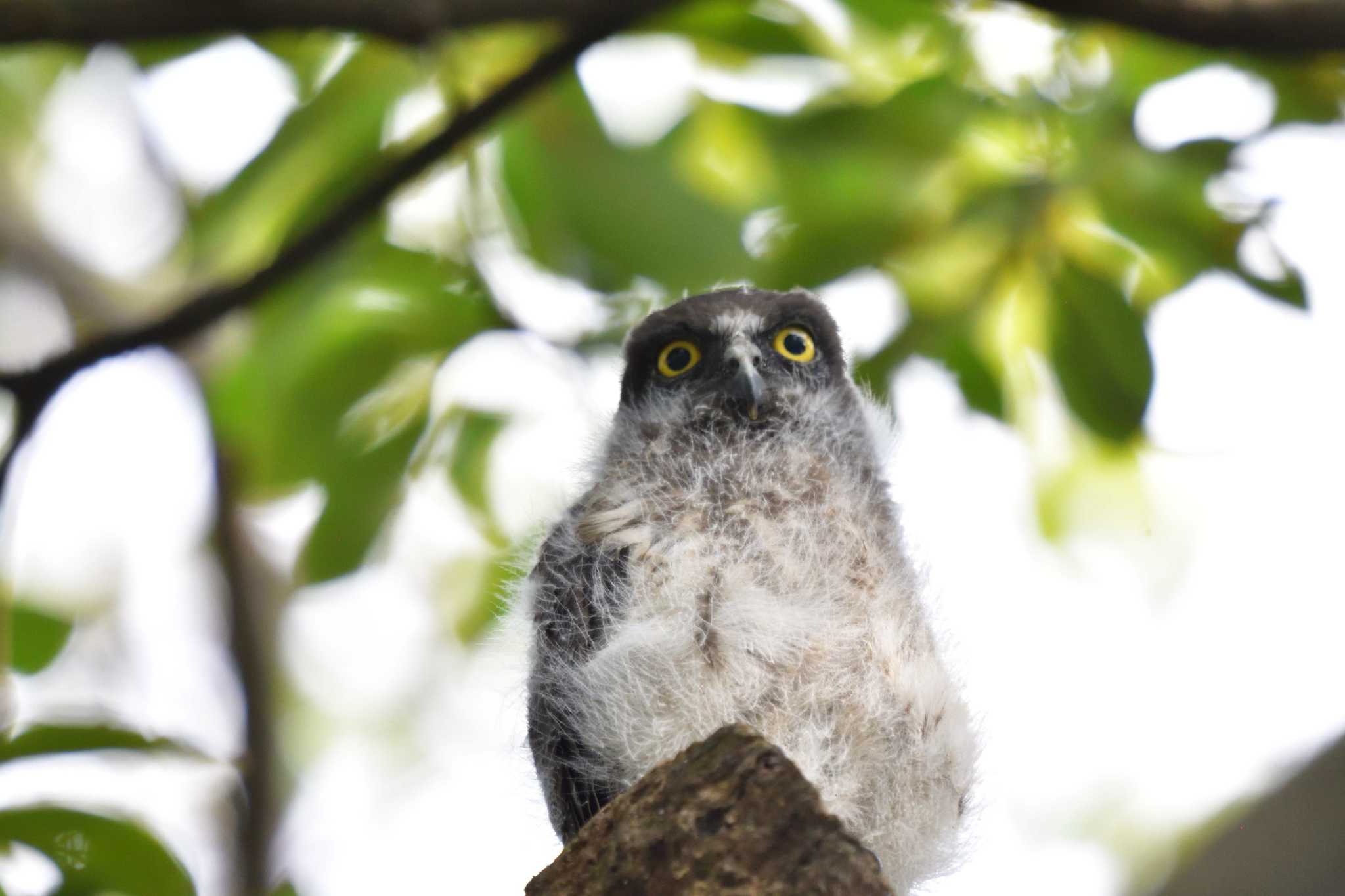 平塚市 アオバズクの写真 by やなさん