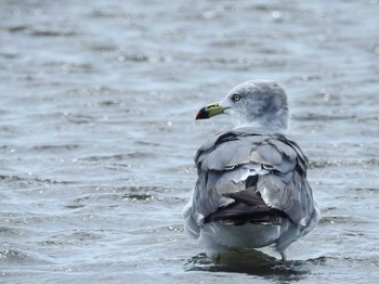 ウミネコ ふなばし三番瀬海浜公園 2022年8月14日(日)