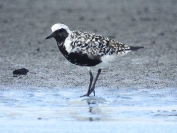 ダイゼン ふなばし三番瀬海浜公園 2022年8月14日(日)