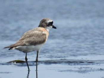 メダイチドリ ふなばし三番瀬海浜公園 2022年8月14日(日)