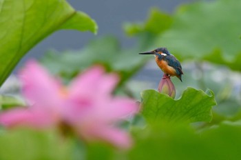 Common Kingfisher 富士吉田市 Sun, 8/14/2022