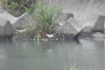 2022年8月11日(木) 岩手県岩泉町の野鳥観察記録