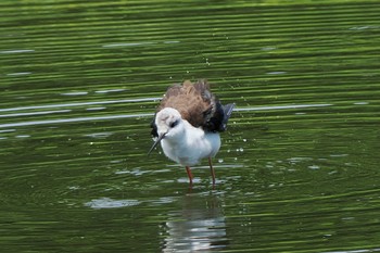 Black-winged Stilt Tokyo Port Wild Bird Park Sun, 8/14/2022