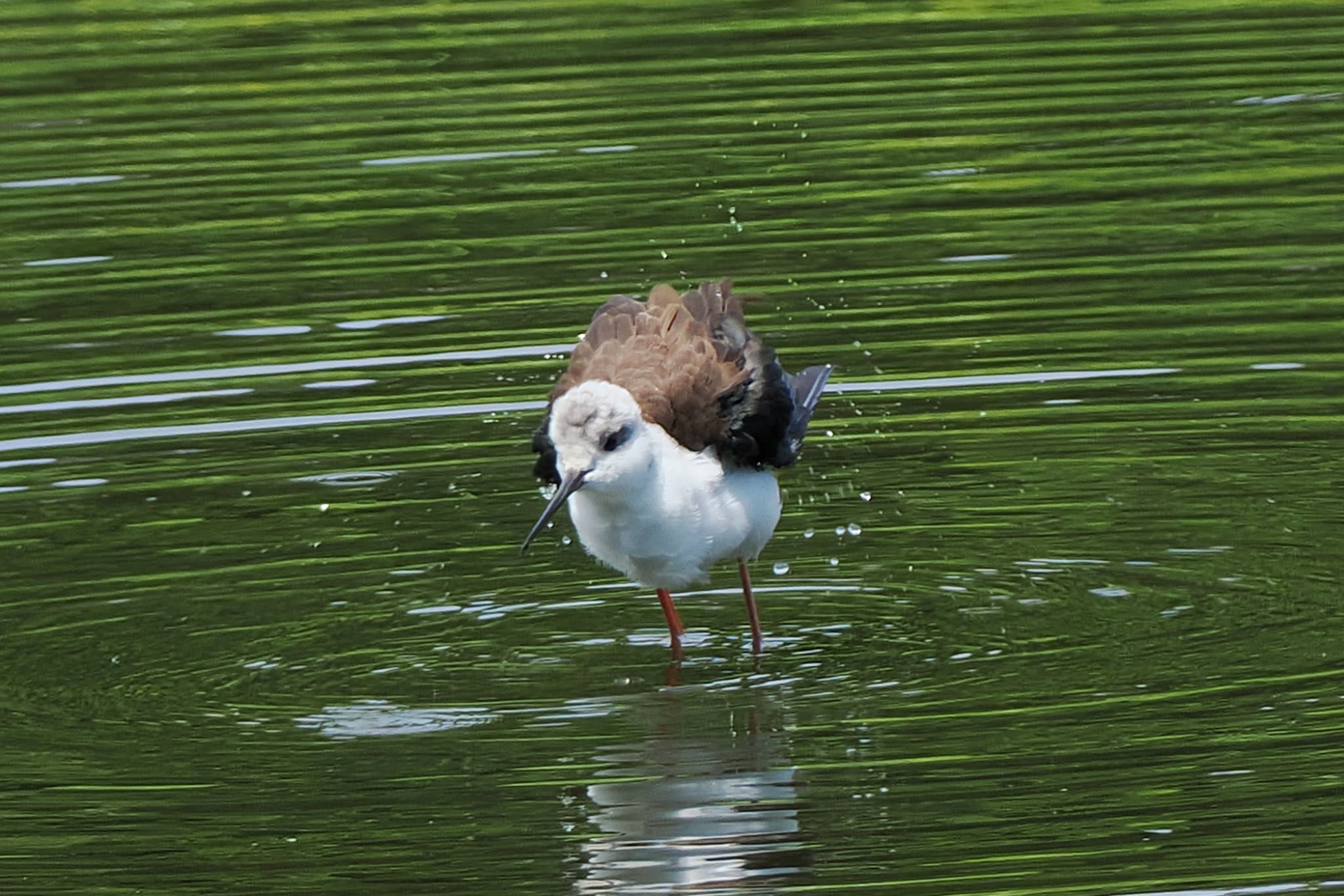 東京港野鳥公園 セイタカシギの写真 by アポちん